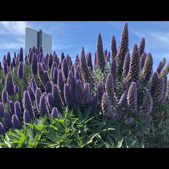 Meet your Posher, Mitzi - Picture 1 of 1